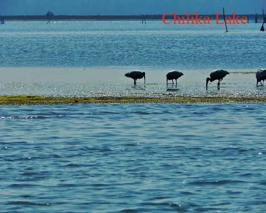 Chilika lake