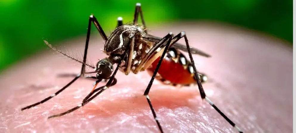 मिजोरम में Dengue Fever का कहर: पांच साल में 7 मौतें, 4,209 संक्रमित