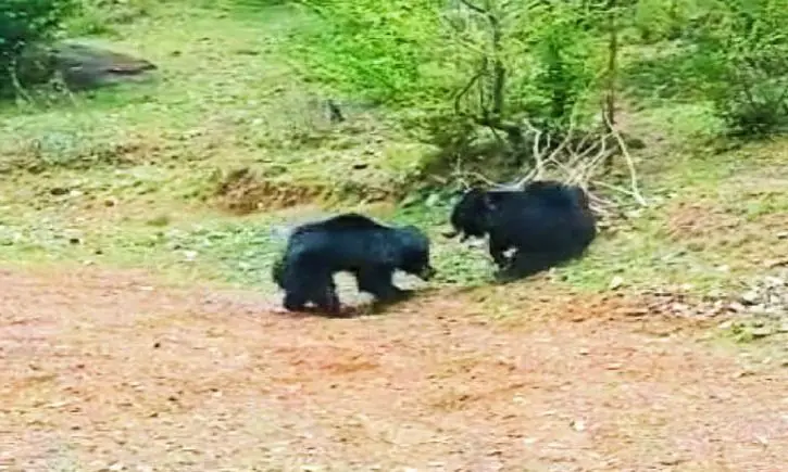 Villagers scared due to fear of bear