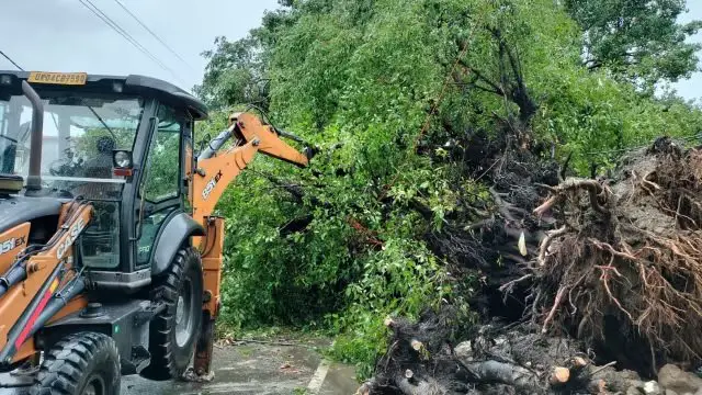 Trees Uprooted : बांज काफल के पेड़ सड़क चौडीकरण के नाम पर उखाडे