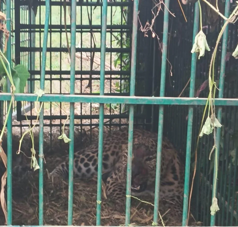 Leopard Captured : द्रोणा सागर में तेंदुआ हुआ पिंजरे में कैद